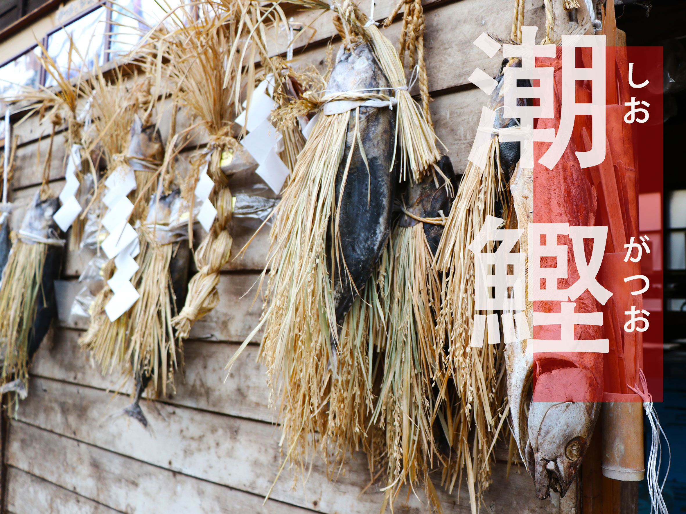 日本 伊豆 鰹魚 高湯